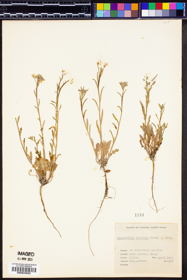 Physaria gracilis image