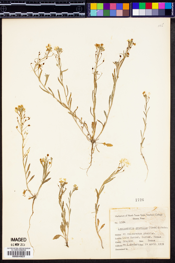 Physaria gracilis image