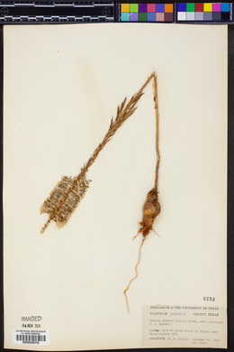Liatris elegans var. carizzana image