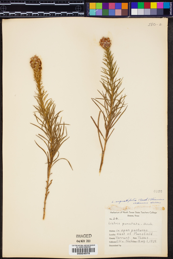 Liatris angustifolia image