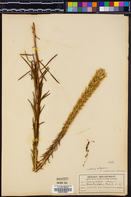 Liatris elegans image