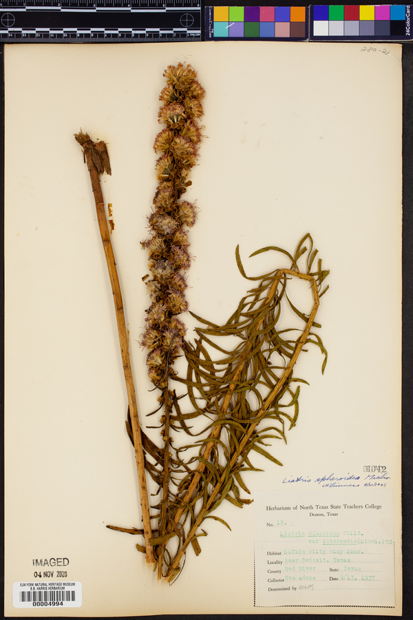 Liatris × spheroidea image