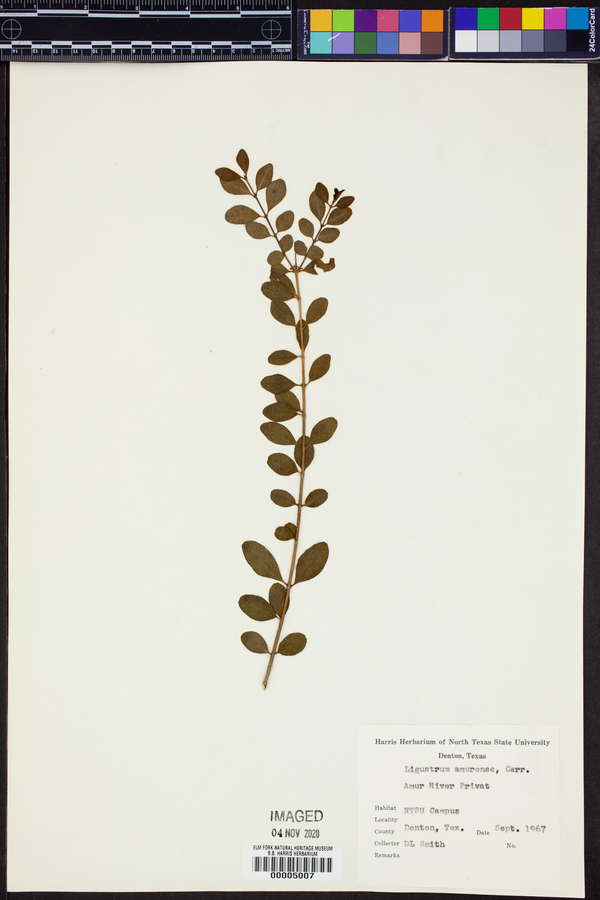 Ligustrum amurense image