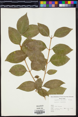 Ligustrum japonicum image