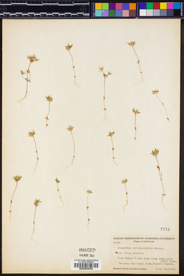 Linanthus oblanceolatus image