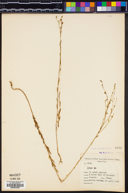 Linum striatum image
