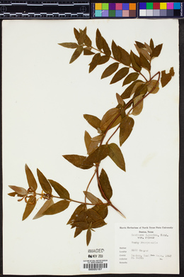 Lonicera japonica var. repens image