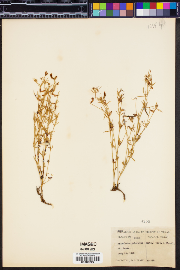 Ottleya oroboides image