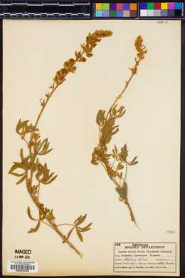 Lupinus formosus image