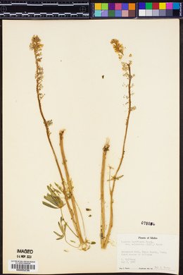 Lupinus calcaratus image