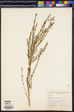 Lythrum lanceolatum image