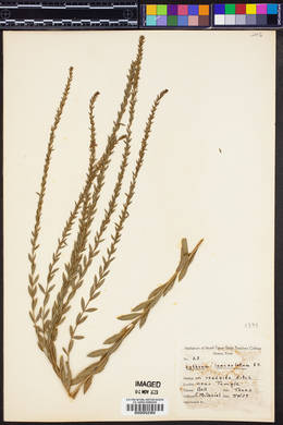 Lythrum lanceolatum image