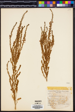 Lythrum lanceolatum image