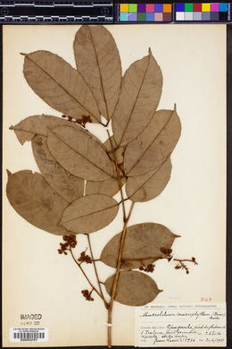 Anthonotha macrophylla image