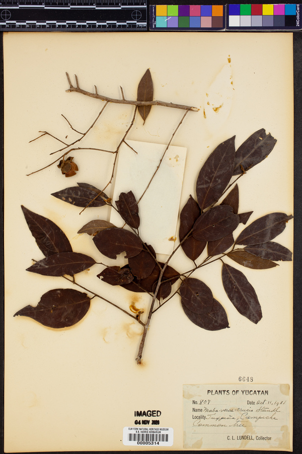 Diospyros acapulcensis image