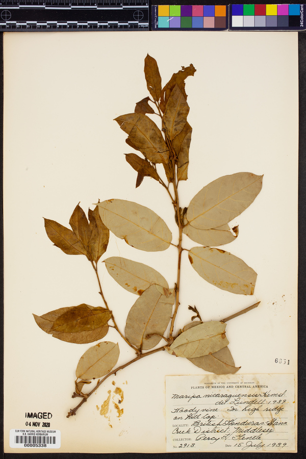 Maripa nicaraguensis image