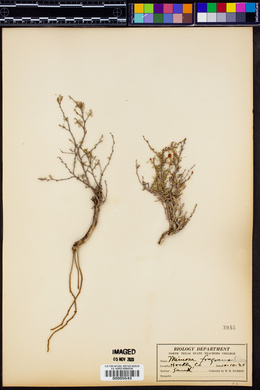 Mimosa fragrans image