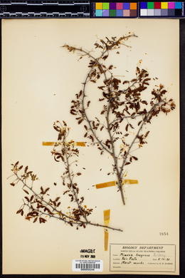 Mimosa fragrans image