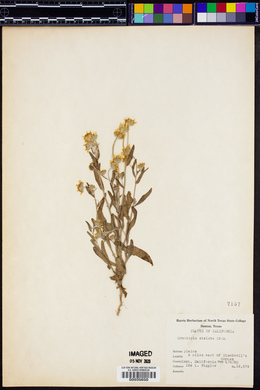 Monolopia stricta image