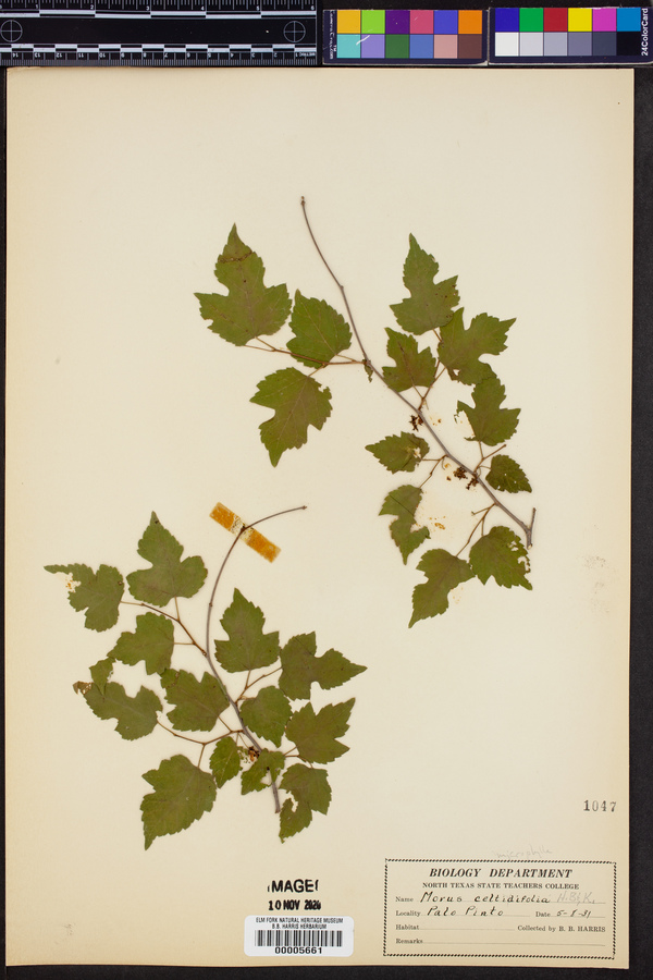 Morus celtidifolia image