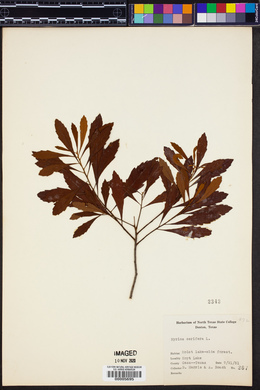 Myrica cerifera image