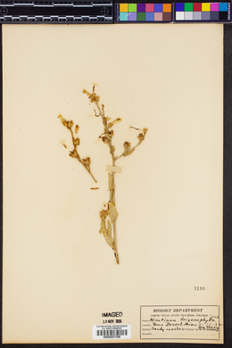 Nicotiana obtusifolia image