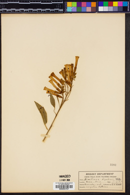 Nicotiana quadrivalvis image