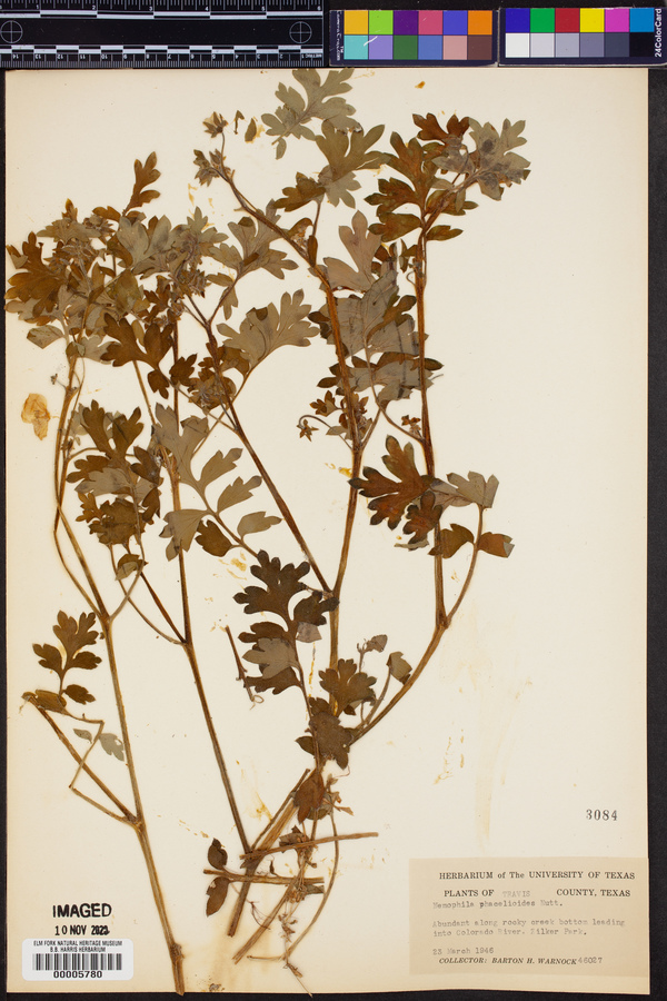 Nemophila phacelioides image