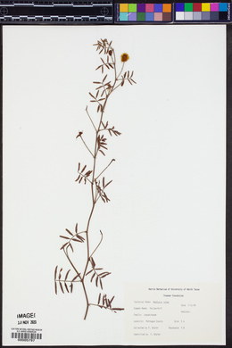 Neptunia lutea image