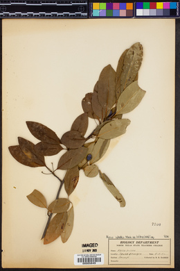 Nyssa sylvatica var. biflora image