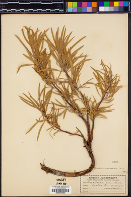 Oenothera macrocarpa image