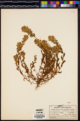 Orthocarpus castillejoides image