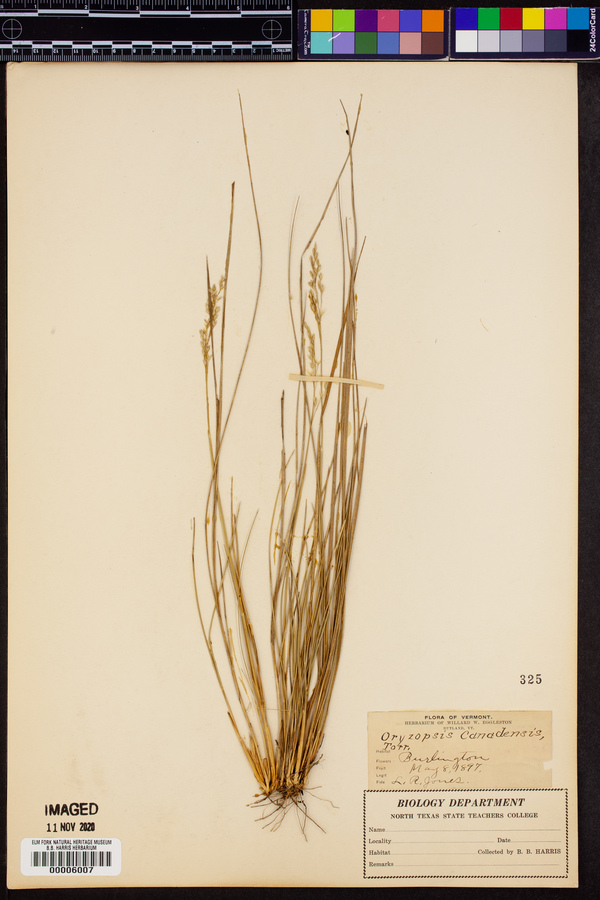 Oryzopsis canadensis image