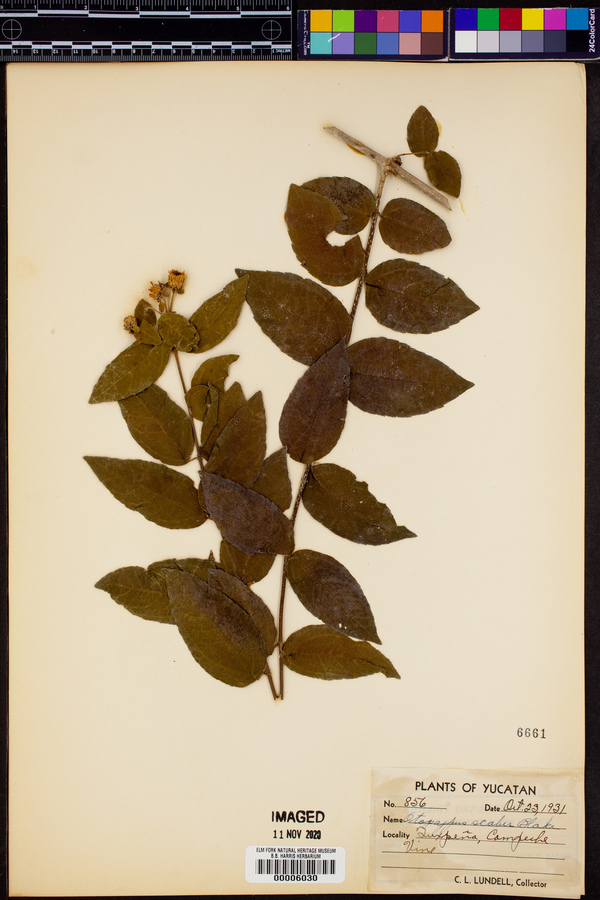 Otopappus scaber image
