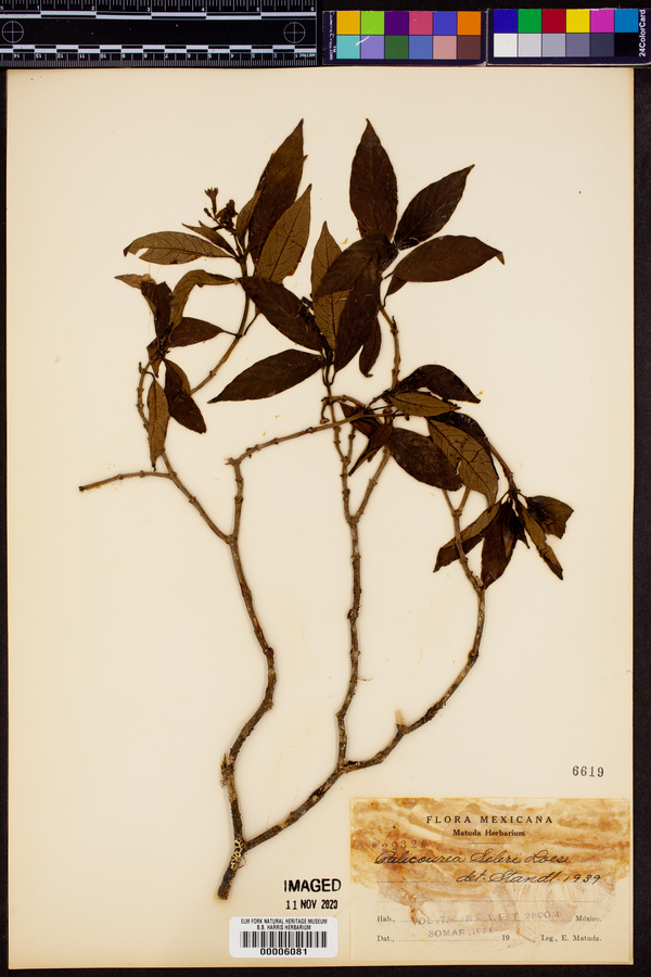 Palicourea seleri image