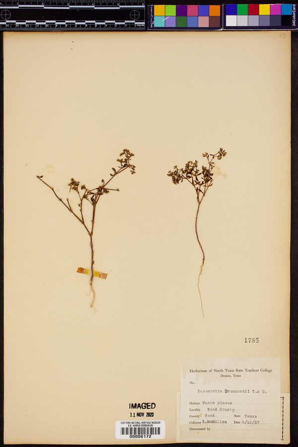 Paronychia drummondii image
