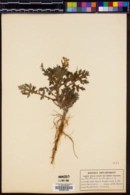 Parthenium hysterophorus image
