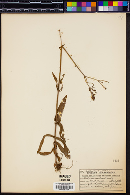 Penstemon laxiflorus image