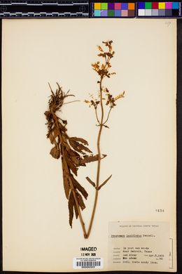 Penstemon laxiflorus image