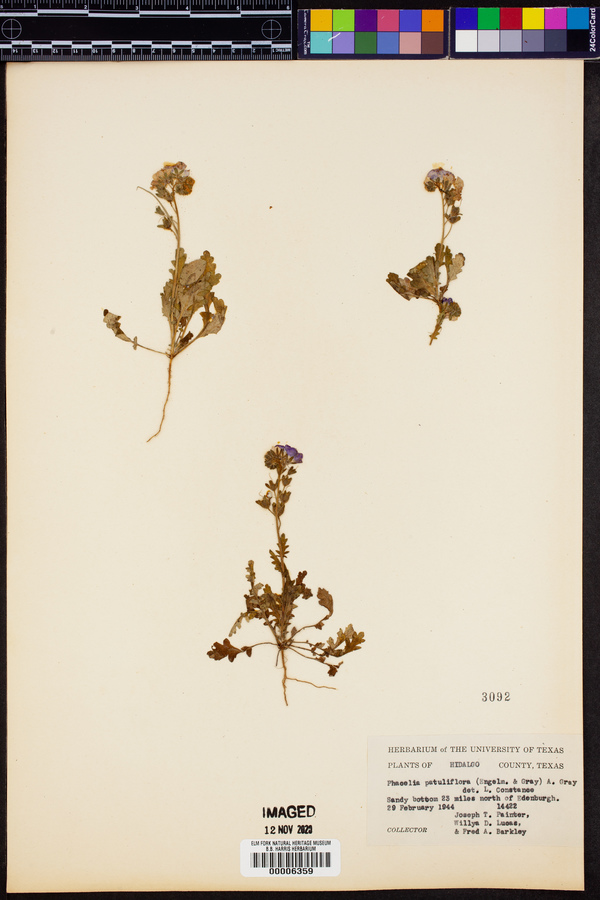 Phacelia patuliflora image