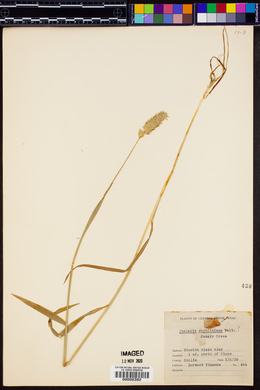Phalaris caroliniana image