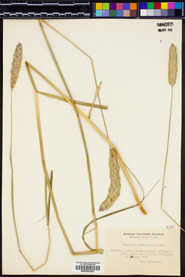 Phalaris caerulescens image