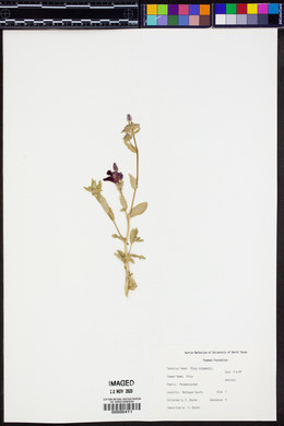 Phlox drummondii image