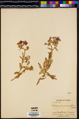 Phlox drummondii image