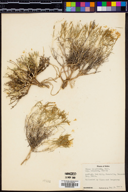 Phlox longiflora image