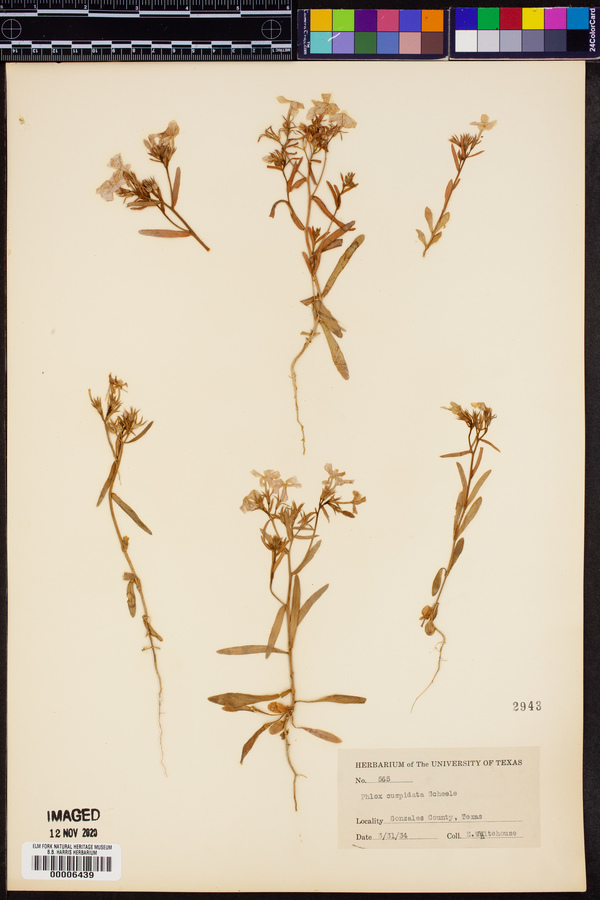 Phlox cuspidata image