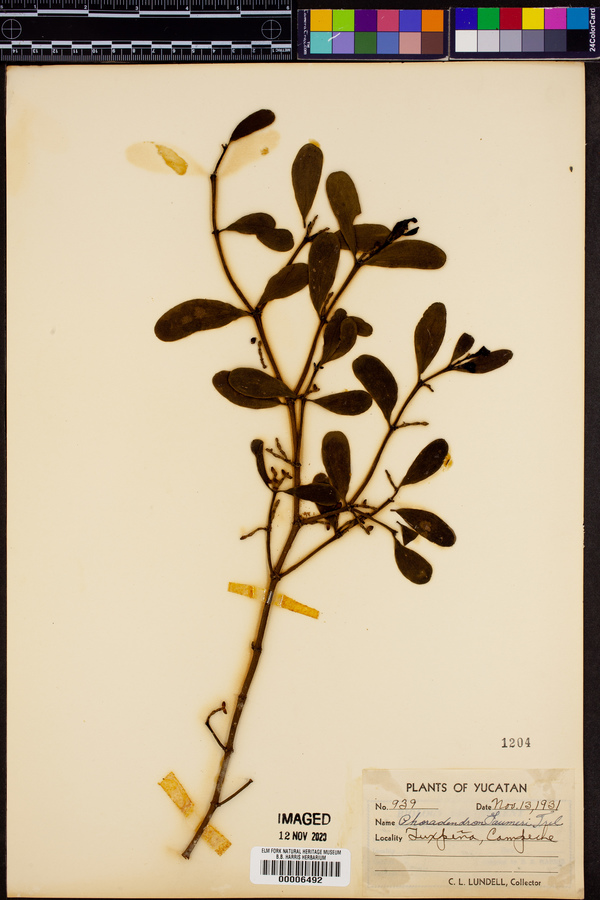 Phoradendron quadrangulare image