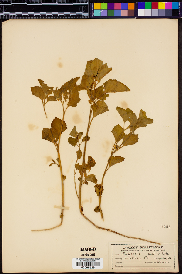 Physalis mollis image