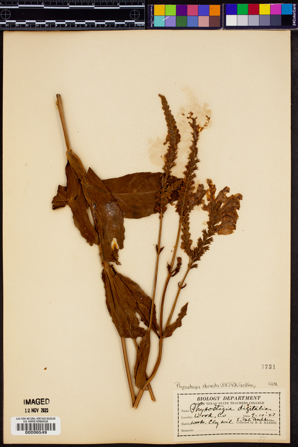 Physostegia obovata image