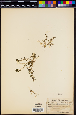Pilea herniarioides image